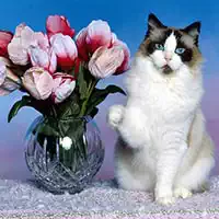 Lustige Katzenpuzzle